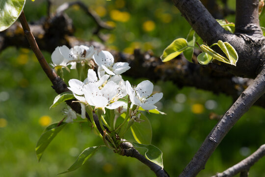 scenic apple bud blooming in spring at the tree