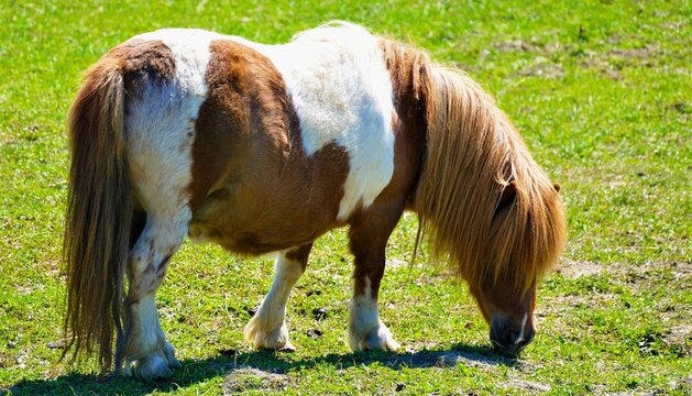 Horse eating grass in beautiful green nature on the farm , horse background
