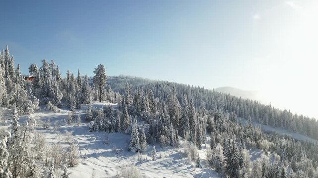 Aerial landscape over snowy pine forest in bright, misty morning sunlight, Danebu, Valdres, Norway