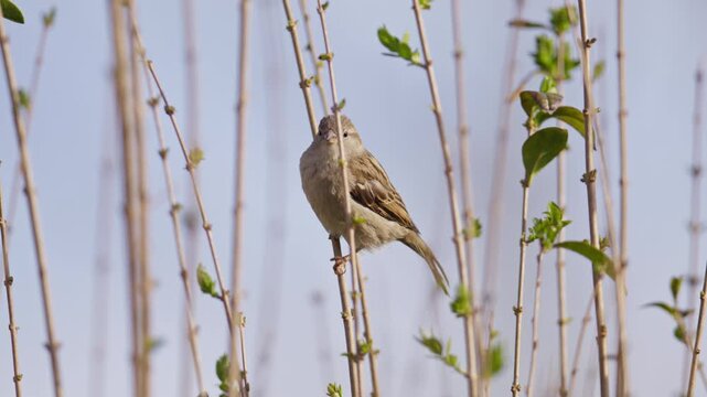 Female house sparrow perched on stem of bush along Driemanspolder riverbank