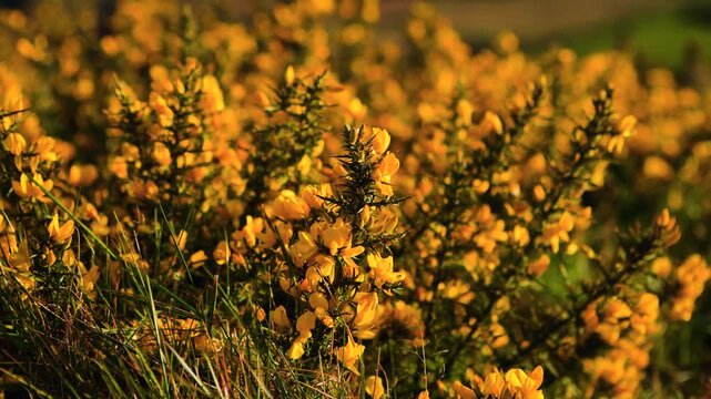 Wild Gorse Flowers Blooming with Gentle Wind and Warm Sunlight in Natural Landscape