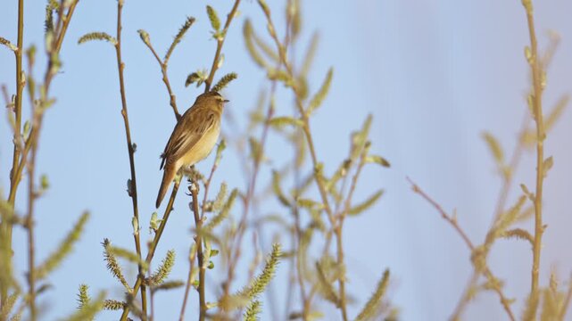 Profile view of brown colored Sedge Warbler perched on twig singing
