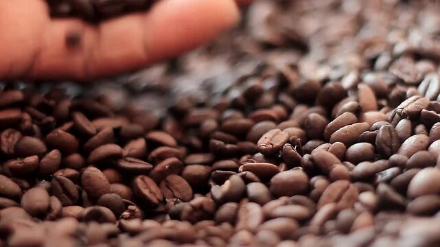 coffee premium arabica coffee beans rich texture dark roast glossy surface no people stock footage stock video