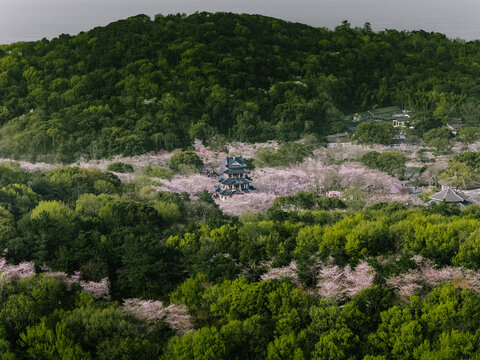 Aerial view of a traditional pagoda nestled amidst a vibrant tapestry of lush green trees and delicate pink cherry blossoms, Wu Xi Shi, Jiang Su Sheng, China.