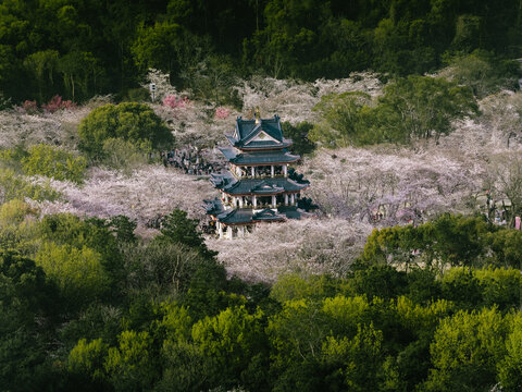 Aerial view of a majestic multi-tiered pagoda-style building rising amidst a sea of delicate pink cherry blossoms, framed by deep green ancient trees, Wu Xi Shi, Jiang Su Sheng, China.
