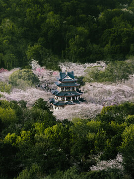 Aerial view of a majestic multi-tiered pagoda standing amidst a vibrant sea of delicate pink cherry blossoms, framed by deep emerald forests, Wu Xi Shi, Jiang Su Sheng, China.