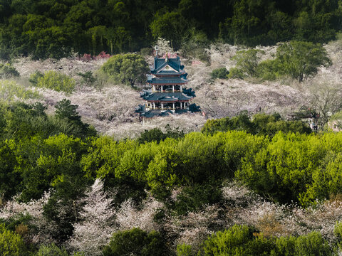 Aerial view of an elegant pagoda, its dark roofs amidst white and pink blossoms and lush green trees, Wu Xi Shi, Jiang Su Sheng, China.