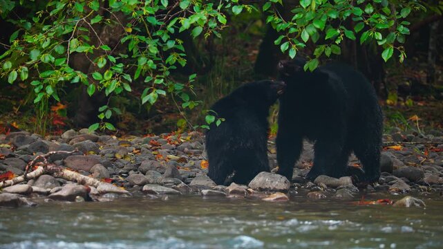Huge Black Bear Foraging Near Flowing River In The Wild Forest. Static Shot