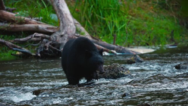 Black bear strolling by river in Canada, tranquility and nature vibe