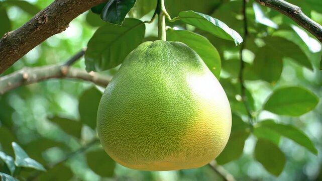 A Ripe Pomelo Fruit Hanging from a Tree Branch in Natural Sunlight.