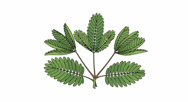 Green feathery leaves arranged on a brown stem, with a white background
