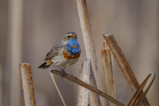 This is a small bird with a bright bluethroat and a rufous spot, perched on a rock