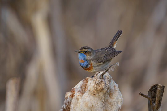 This is a small bird with a bright bluethroat and a rufous spot, perched on a rock