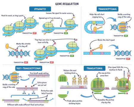 Gene regulation pathway visualizes epigenetic, transcriptional, and translational control with DNA, nucleosomes, and ribosome, highlighting on-off switches and mRNA edits shaping protein output.
