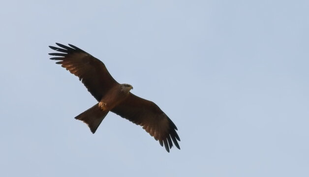 Red kite flying in blue sky, Milvus milvus, birds of Montenegro