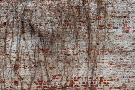 exture of an old brick wall covered with dried climbing plants
