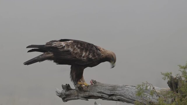 Golden Eagle (Aquila chrysaetos) feeding on prey in its natural habitat, close-up of wild bird of prey eating.