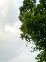 Fototapeta premium Lush green tree branches against a cloudy sky during daytime