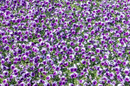 Hornveilchen , Viola Cornuta,