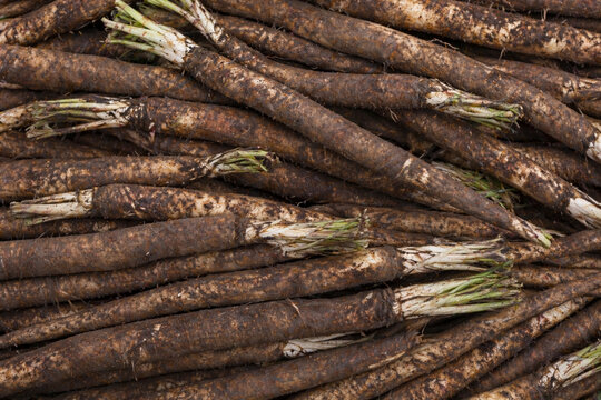 Scorzonera root texture background black salsify organic rustic vegetable pattern