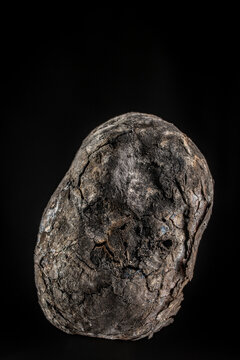 Whole roasted potato with charred skin on black background. Potato baked in coals showing a dark cracked and ashy skin. Professional macro shot for organic food or rustic cooking concepts
