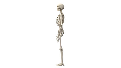 Fototapeta premium A detailed illustration of a standing human skeleton viewed from the side