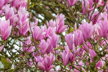 Obraz premium Pink magnolia flowers bloom on branches in a garden during springtime, showcasing natural beauty in full view