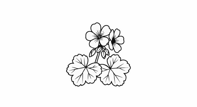 Black and white line art of two geranium flowers and leaves