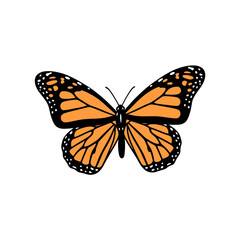 Fototapeta premium Monarch Butterfly Vector Illustration Isolated on White
