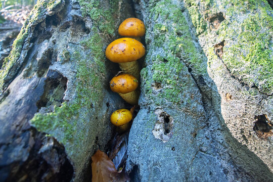 Orange mushrooms grow in the basal cleft of an old beech tree, wood destroyers. Mountain beech forest without undergrowth in the Crimean Mountains. Autumn period