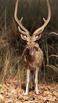 Vertical video, a huge chital buck early in the morning