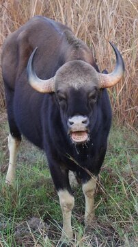 Vertical video, a big gaur bull drinking water