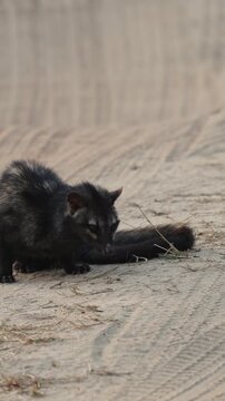  Vertical video, an Indian palm civet on the road