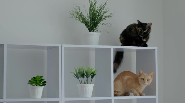 Two fluffy pet cats sitting inside and on top of a white minimalist shelving unit in a bright room.
