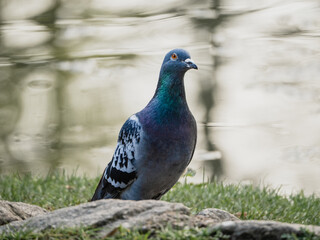 Fototapeta premium beautiful male pigeon in the park. A pigeon against the backdrop of a lake in a city park. Vertical shot