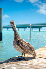Fototapeta premium Brown pelican preening feathers on wooden dock over turquoise water. Brown pelican cleaning its plumage while perched on a pier with a bridge in the background at Key West.