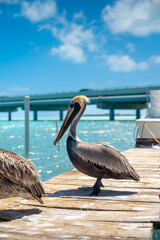 Fototapeta premium Brown pelican standing on wooden pier with bridge in background. Large brown pelican perched on a wooden dock overlooking turquoise water in Key West Florida.