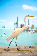 Fototapeta premium White egret walking along wooden pier in marina. Full body profile of a great egret walking on a dock in Key West, Florida with water background.
