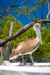 Fototapeta premium Side profile of brown pelican on white boat railing. Brown pelican standing on a white surface with green trees and blue sky background in Key West, Florida.
