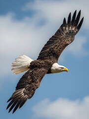 Obraz premium Bald Eagle Soaring with Wings Spread Wide Against Blue Sky
