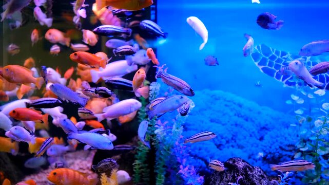 View of a crowded fish tank filled with many different species of colorful tropical cichlid fish.