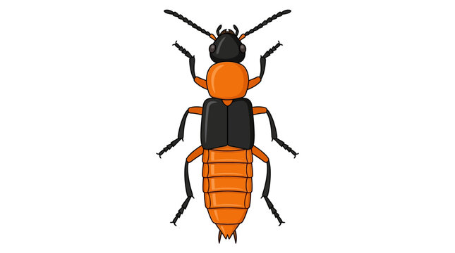 Paederus Beetle Top View Icon with Outline Vector
