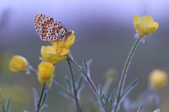 una farfalla melitaea didyma su un fiore giallo