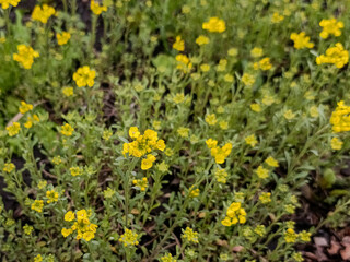 Blooming bright yellow Alyssum saxatile (Basket of Gold) groundcover and honey plant in a spring garden © Виктория Тищенко