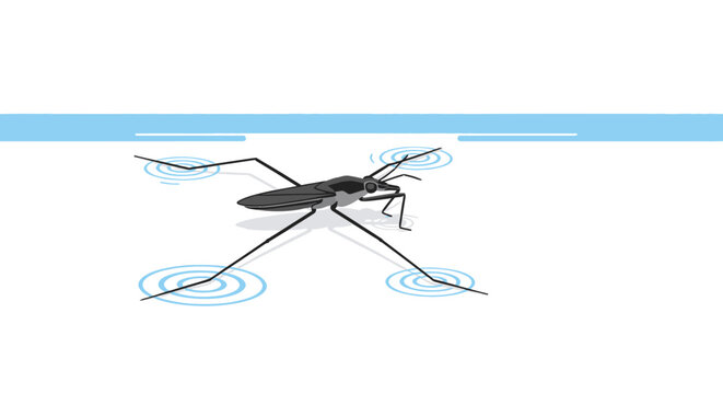 Water strider insect floating on water surface with ripples isolated