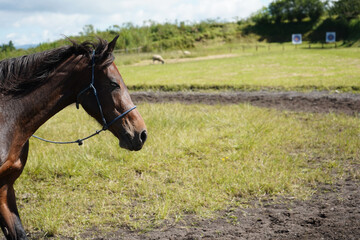 Side profile portrait of a brown horse head in the countryside © Sino Images Studio