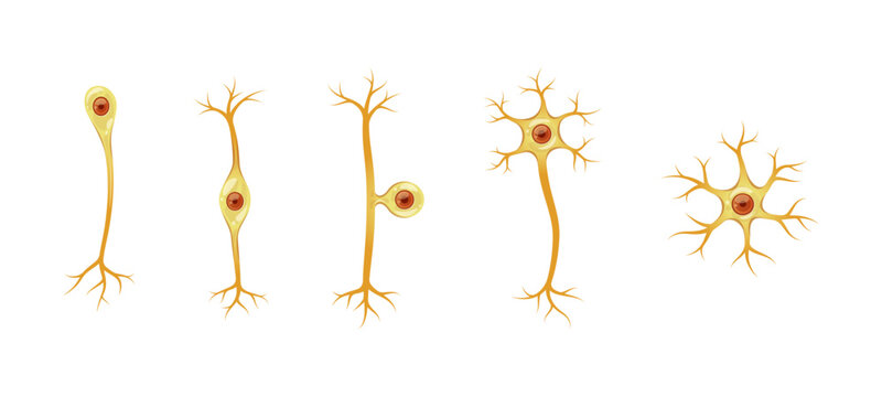 Different types of neurons vector isolated on white background.