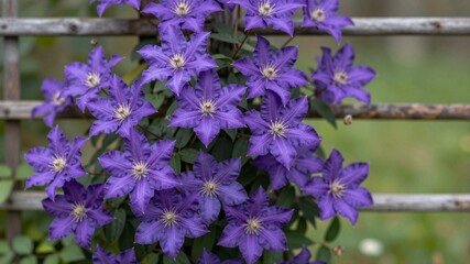 Obraz premium Garden trellis with clematis