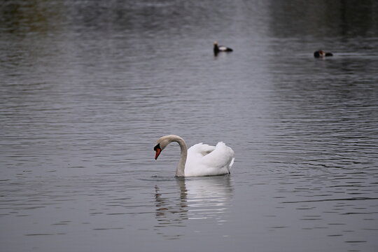 mute swan Cygnus olor large white birds feeding on aquatic macrophytes 