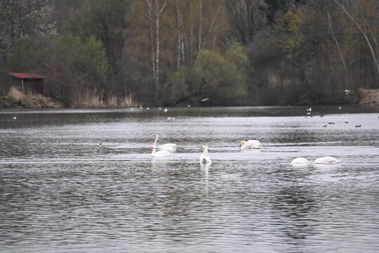 mute swan Cygnus olor large white birds feeding on aquatic macrophytes 